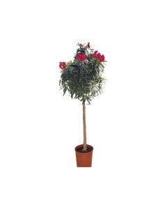 Nerium Oleander Copa Red