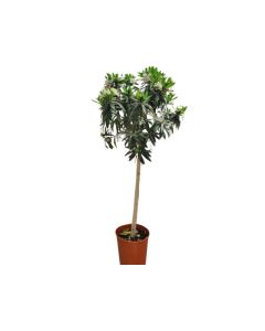 Nerium Oleander Copa White