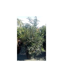 Nerium Oleander - Oleandro