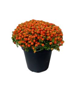 Nertera Granadensis -Coral Bead Plant