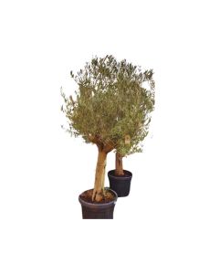 Olea europaea tree