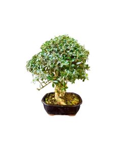 Olea Europaea - "Olive" Bonsai