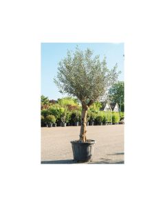 Olea Europaea - Olive Tree Mature Big Trunk