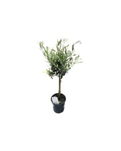 Olea Europaea - Indoor