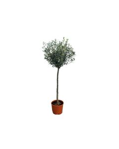 Olea Europaea Tarrina - Olive Tree (Outdoor)