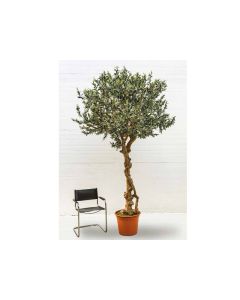 VV Olive Umbrella Ramified Trunk