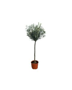 Olea Europaea 1 Head