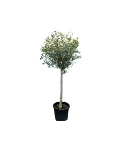 Olea Europaea 1 Head Big