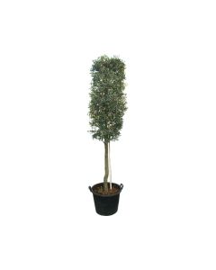 Olea Europaea Cylinder Shape