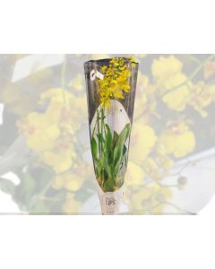 Oncidium - Dancing-Lady Orchid