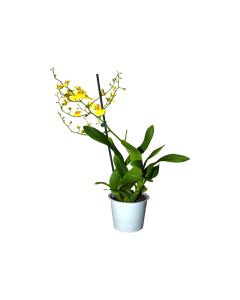 Oncidium Orchid