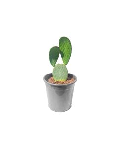 Cactus Mix