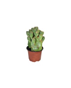 Opuntia