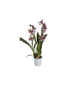 Zygopetalum