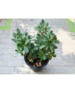 Ficus Hawaii