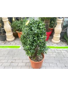 Euonymus Japonic