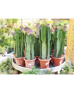 Euphorbia Trigona -  African Milk Tree