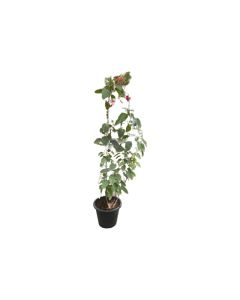 Jatropha - Medium