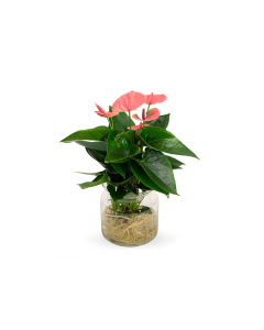 Anthurium Mix in Glass Bowl - Indoor Plant