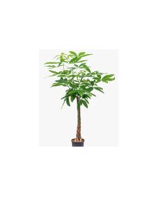 Pachira Aquatica Tall Money Plant