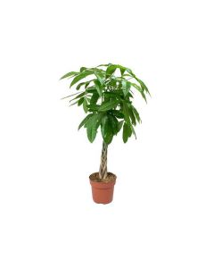 Pachira Aquatica - Money Tree