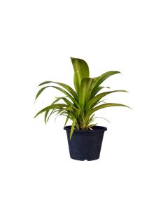 Pandanus