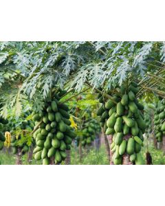 Papaya Tree