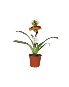 Paphiopedilum - Venus slipper