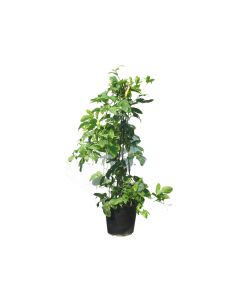 Passiflora Edulis Plant - Passion Fruit
