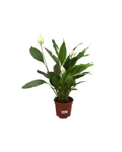 Spathiphyllum  ''Peace Lily'' Plant