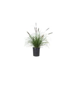 Pennisetum setacium