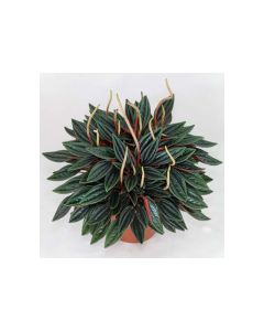 Peperomia Rosso Variety