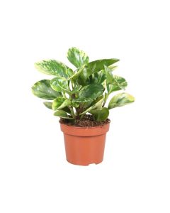 Peperomia marble or Variegated Peperomia