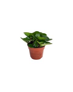 Peperomia Mix - Green Round Leaf