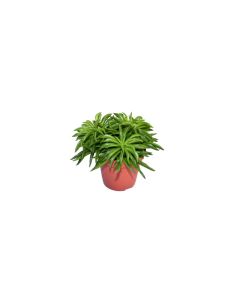Peperomia Happy Bean Variety