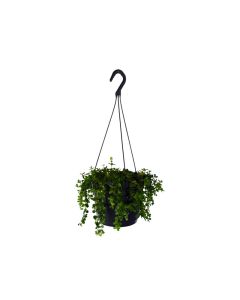 Peperomia Mix