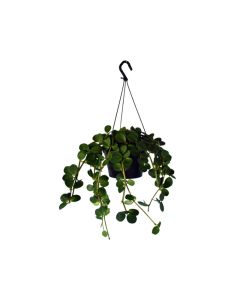 Peperomia 'Pepperspot' Hanging Indoor Plant
