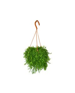 Peperomia Isabella Hanging Plant