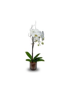 Closed Terrarium Plant Arrangement