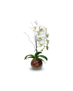 Phalaenopsis Round Glass Bowl - HOF