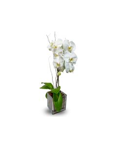 Phalaenopsis Cylinder Glass Vase - HOF