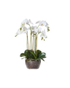 Phalaenopsis Classic Bowl Arrangement - HOF