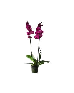 Phalaenopsis Orchid - Purple