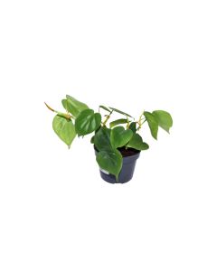 Philodendron Scandens