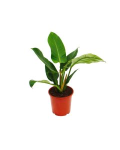 Philodendron - Green Emerald