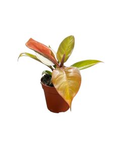 Philodendron Mix Varieties