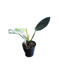 Philodendron Birkin