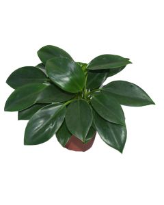 Philodendron - Green Princess