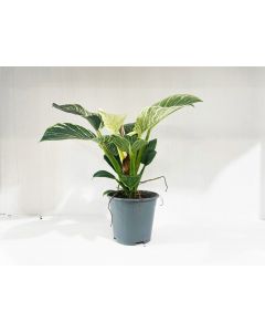 Philodendron Mixed Variety