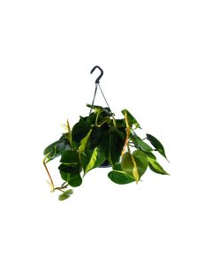 Philodendron Scandens